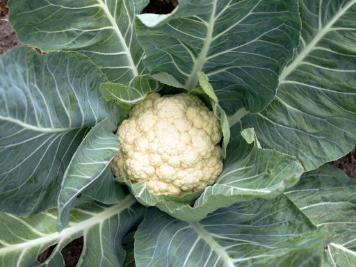 Five Fall Crops to Sow Now