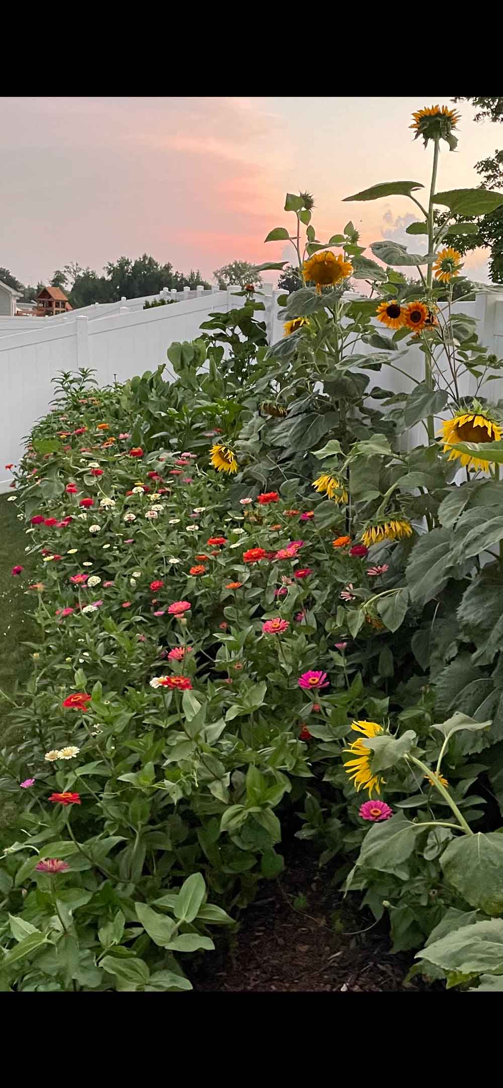 My field of Zinnias and sunflowers.