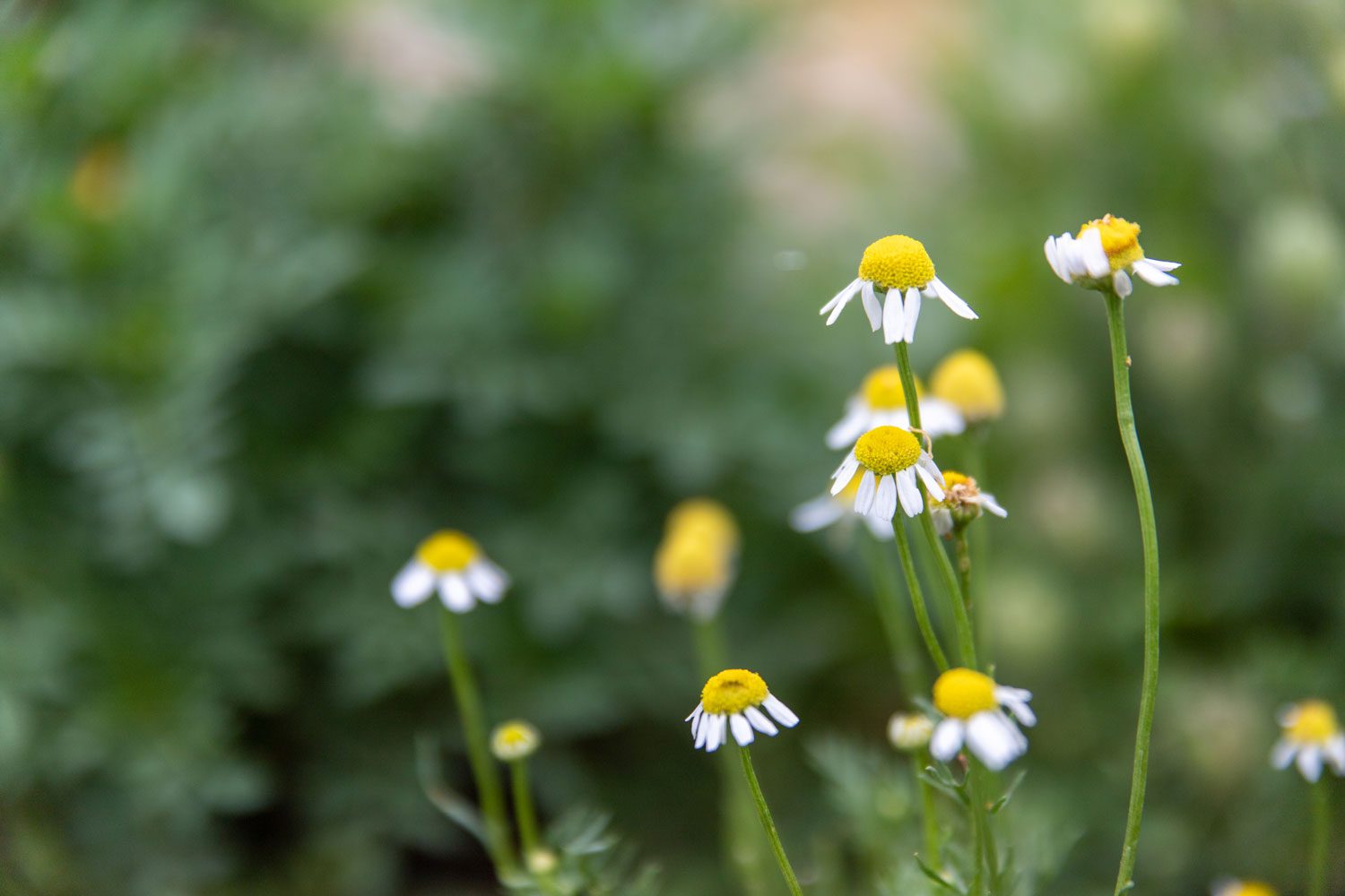 Sweet Chamomile