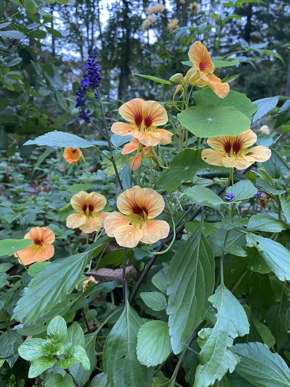 Nasturtiums