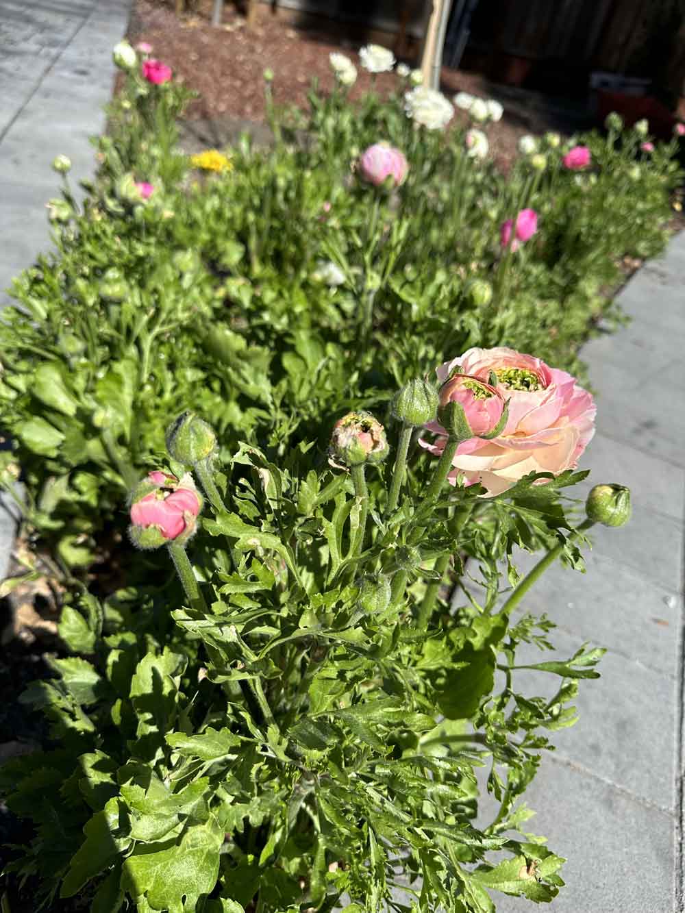 My beautiful Persian buttercups