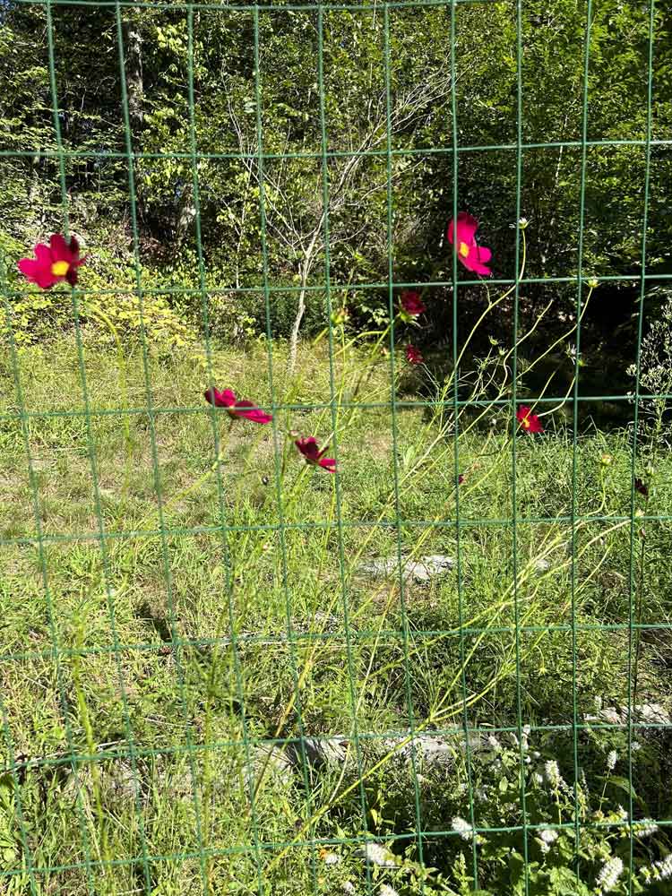 Garden Cosmos