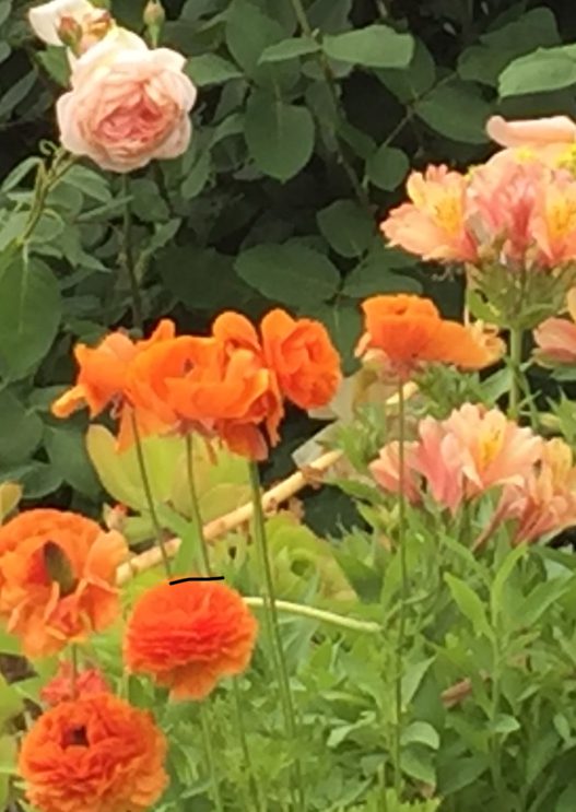 sunny ranunculus!