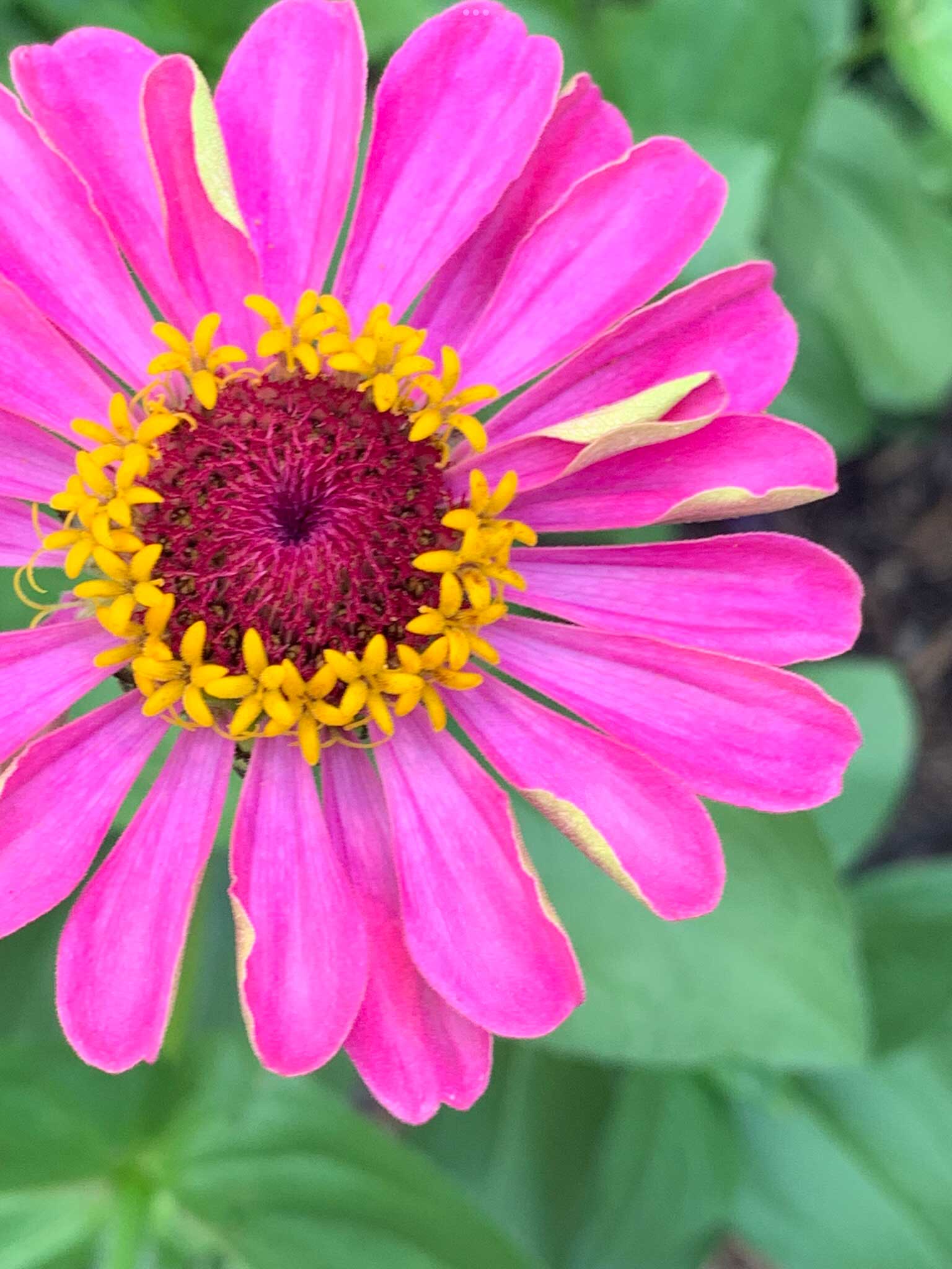 Zinnia