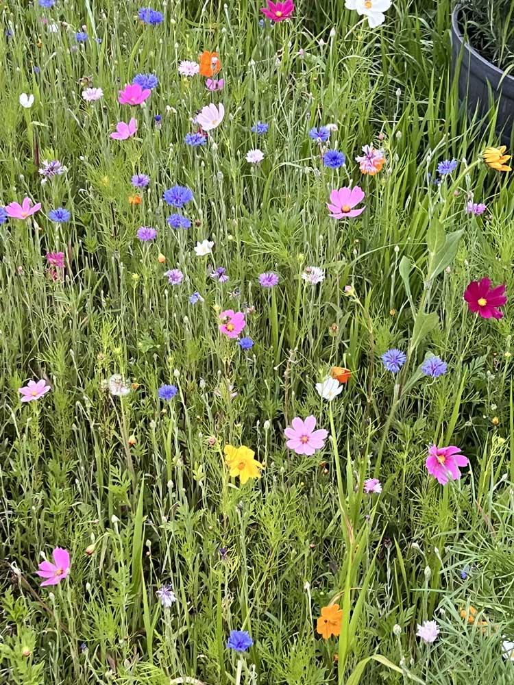 Wildflowers