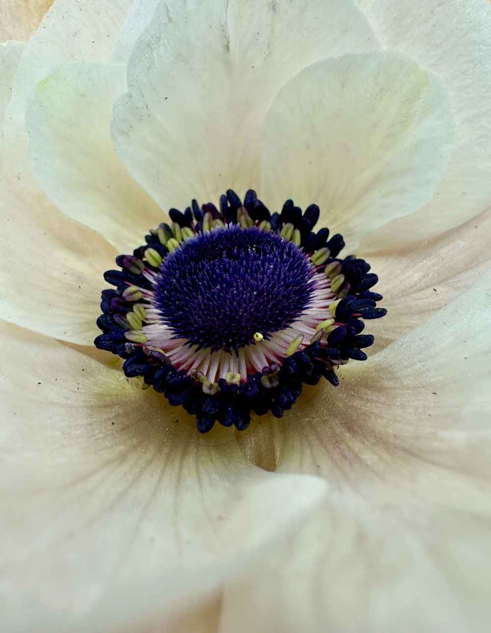 Anemone