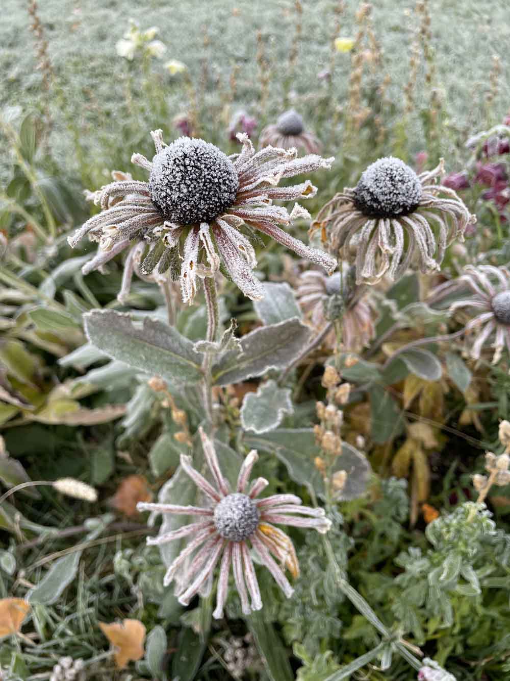 Frosted rudbeckia