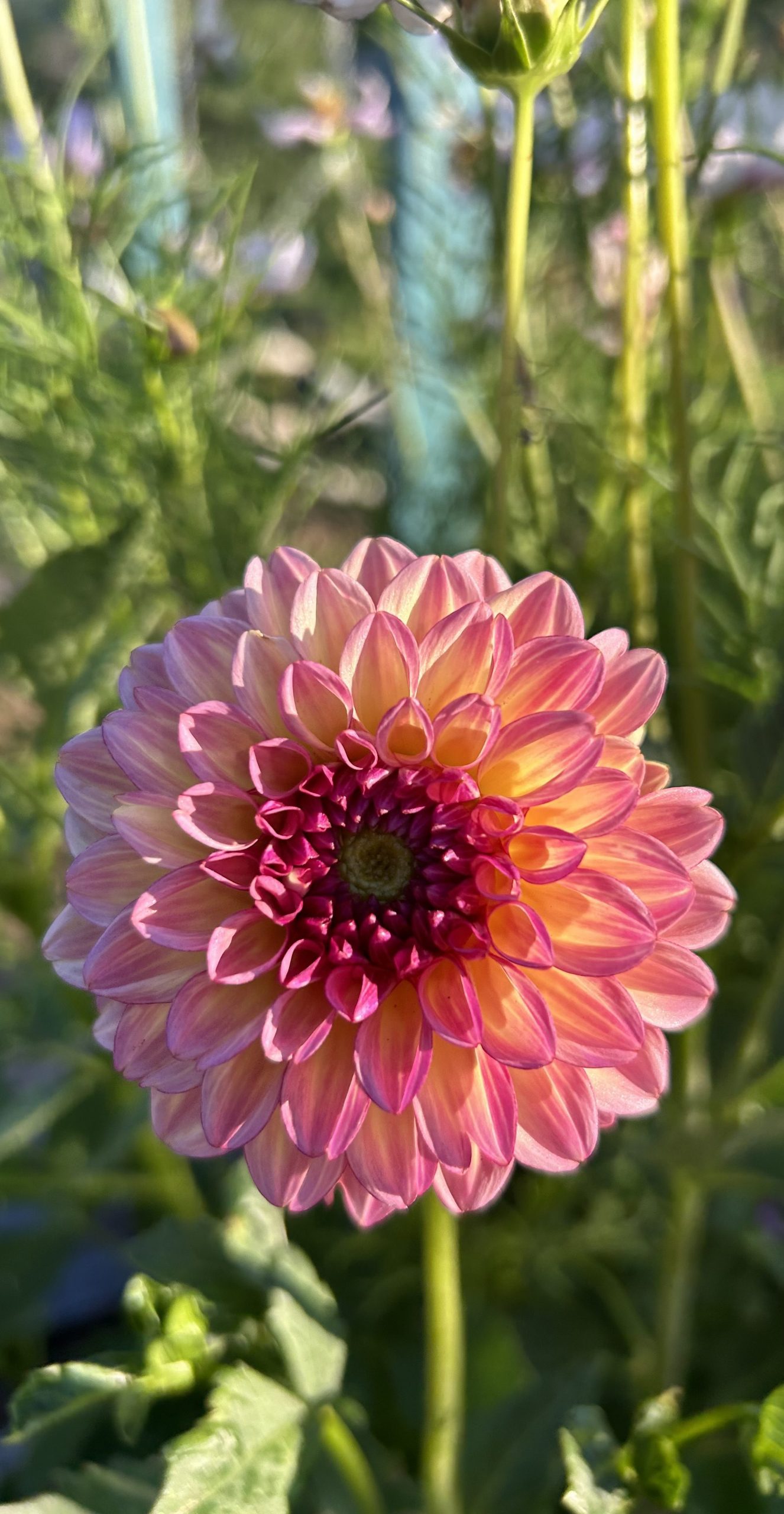 My dahlia garden