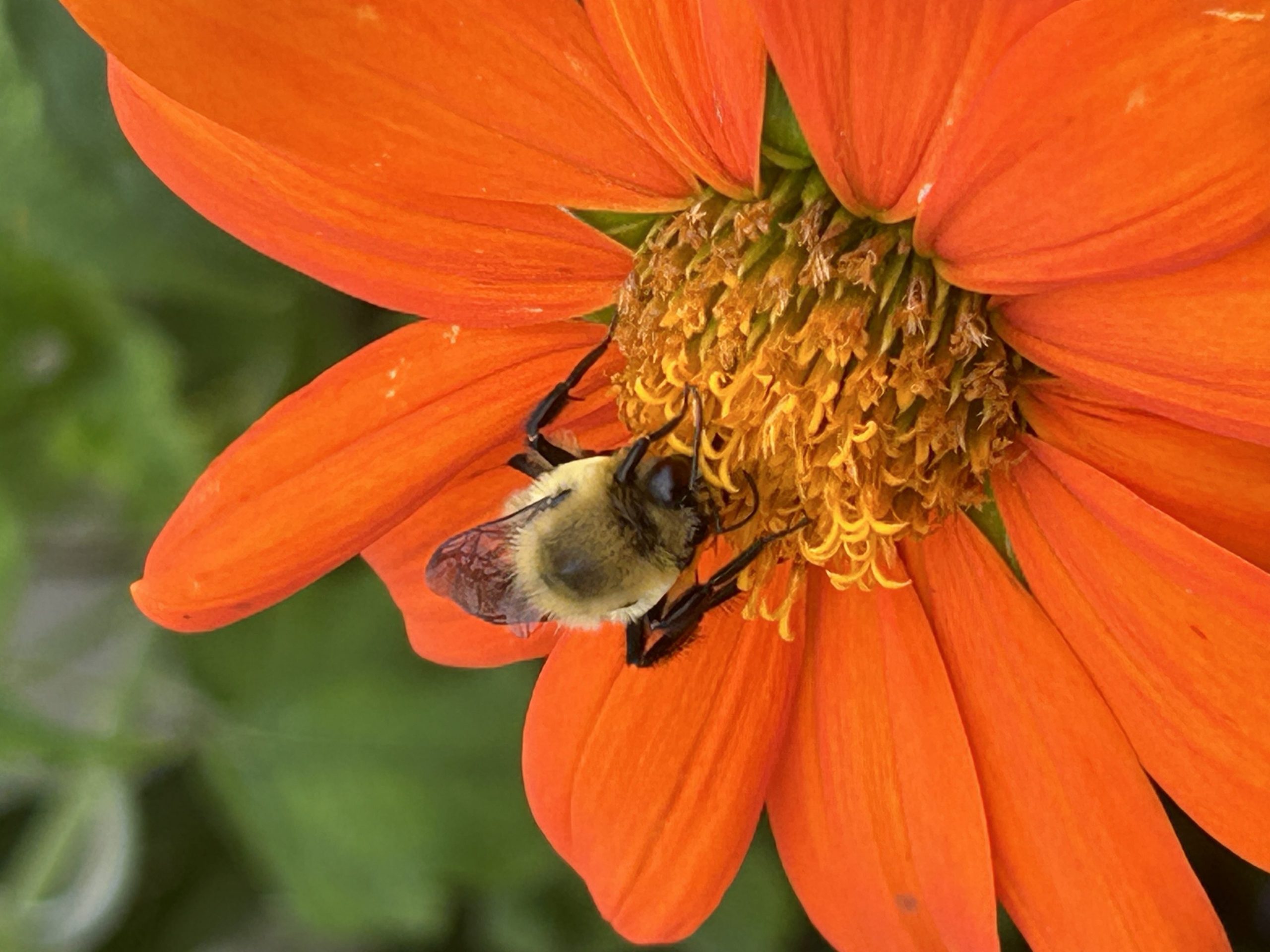 Bee Happy