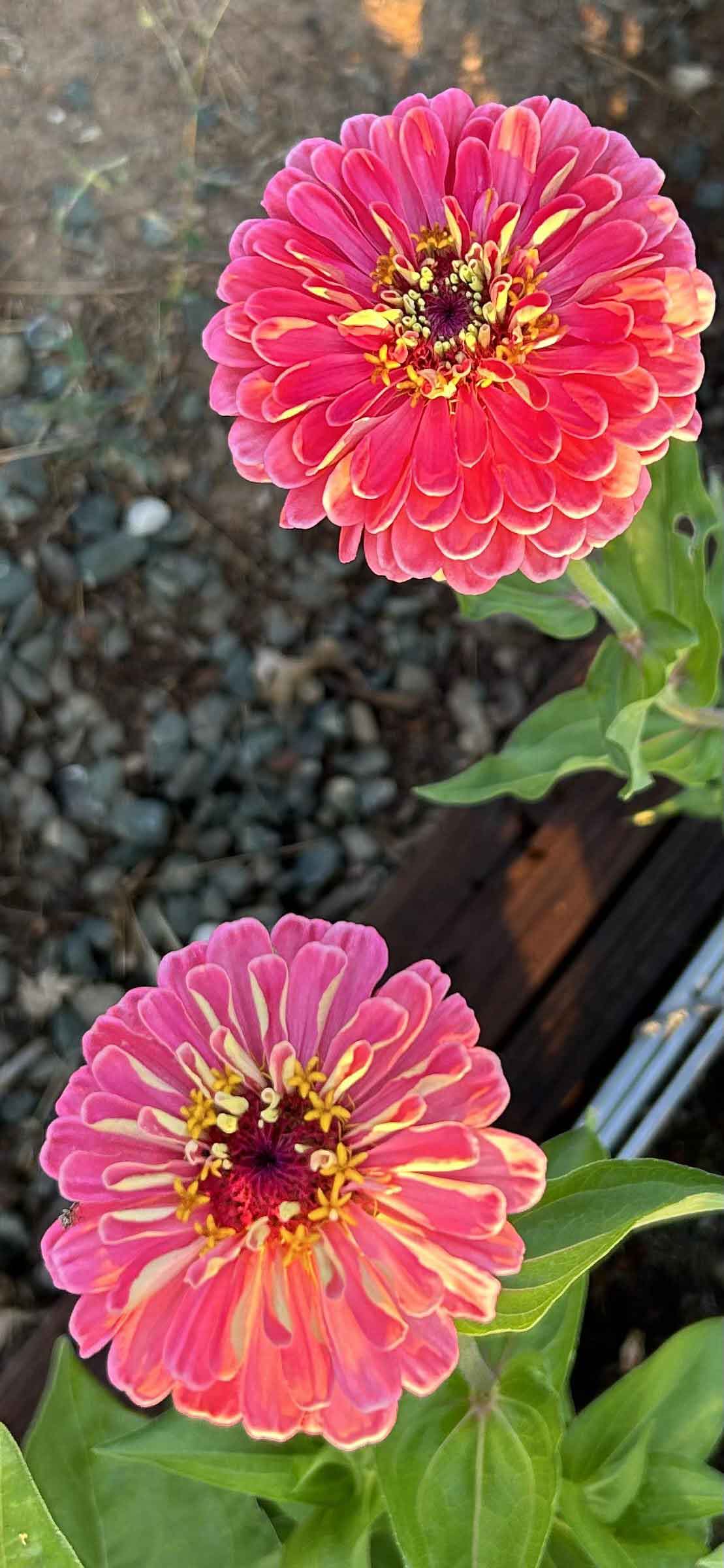 Loving my zinnias