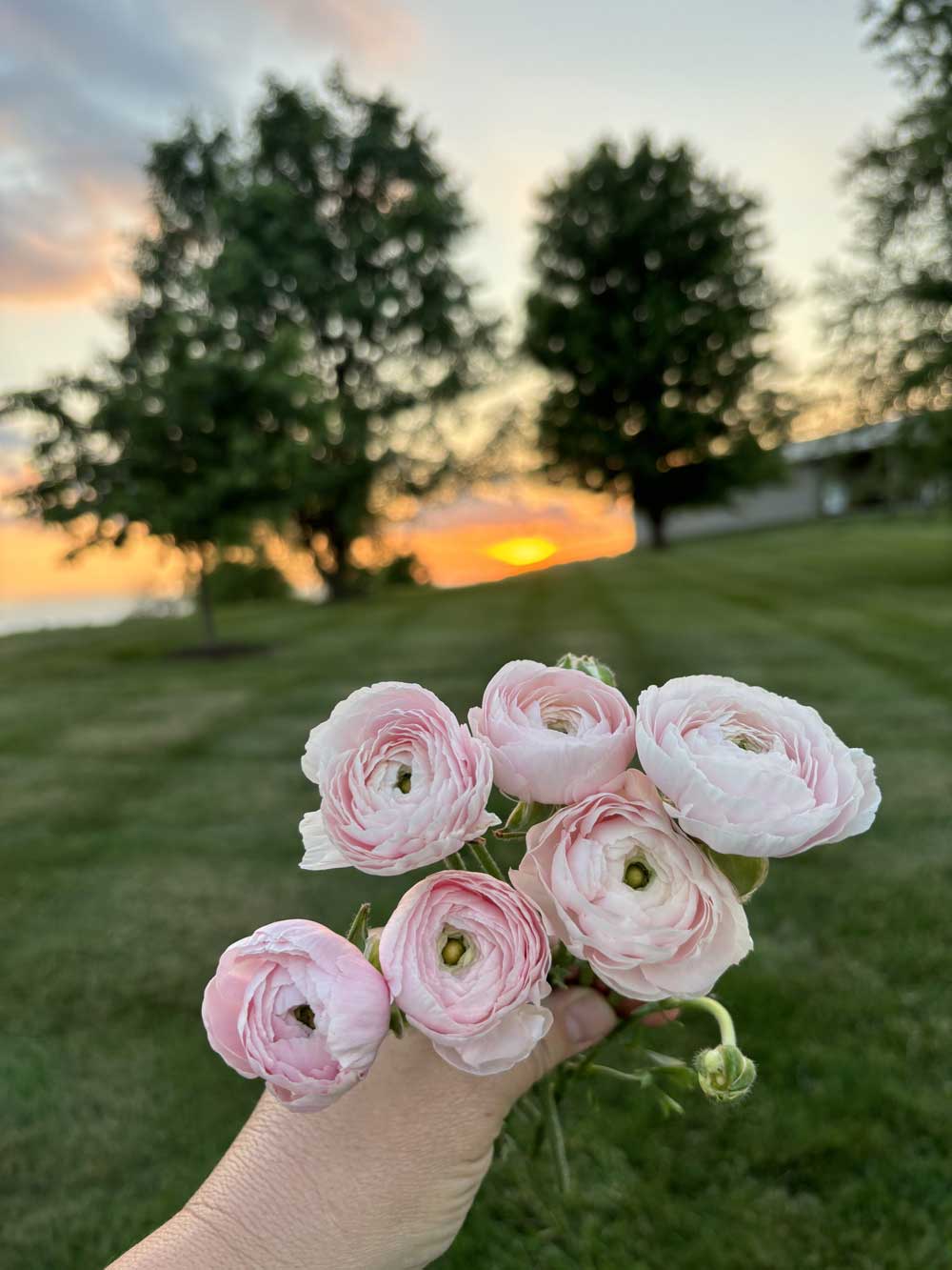 Ranunculus