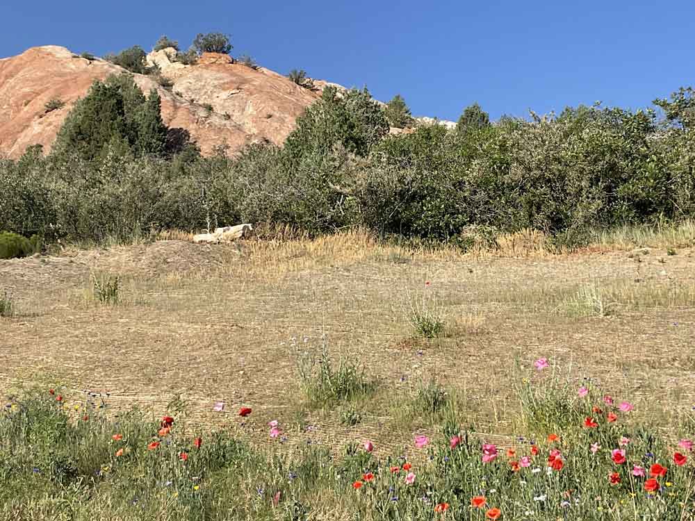 Colorado wildflowers!