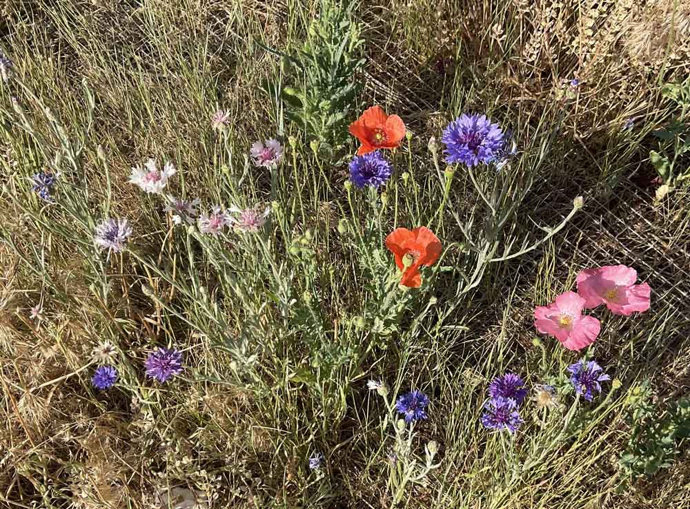 Colorado wildflowers!