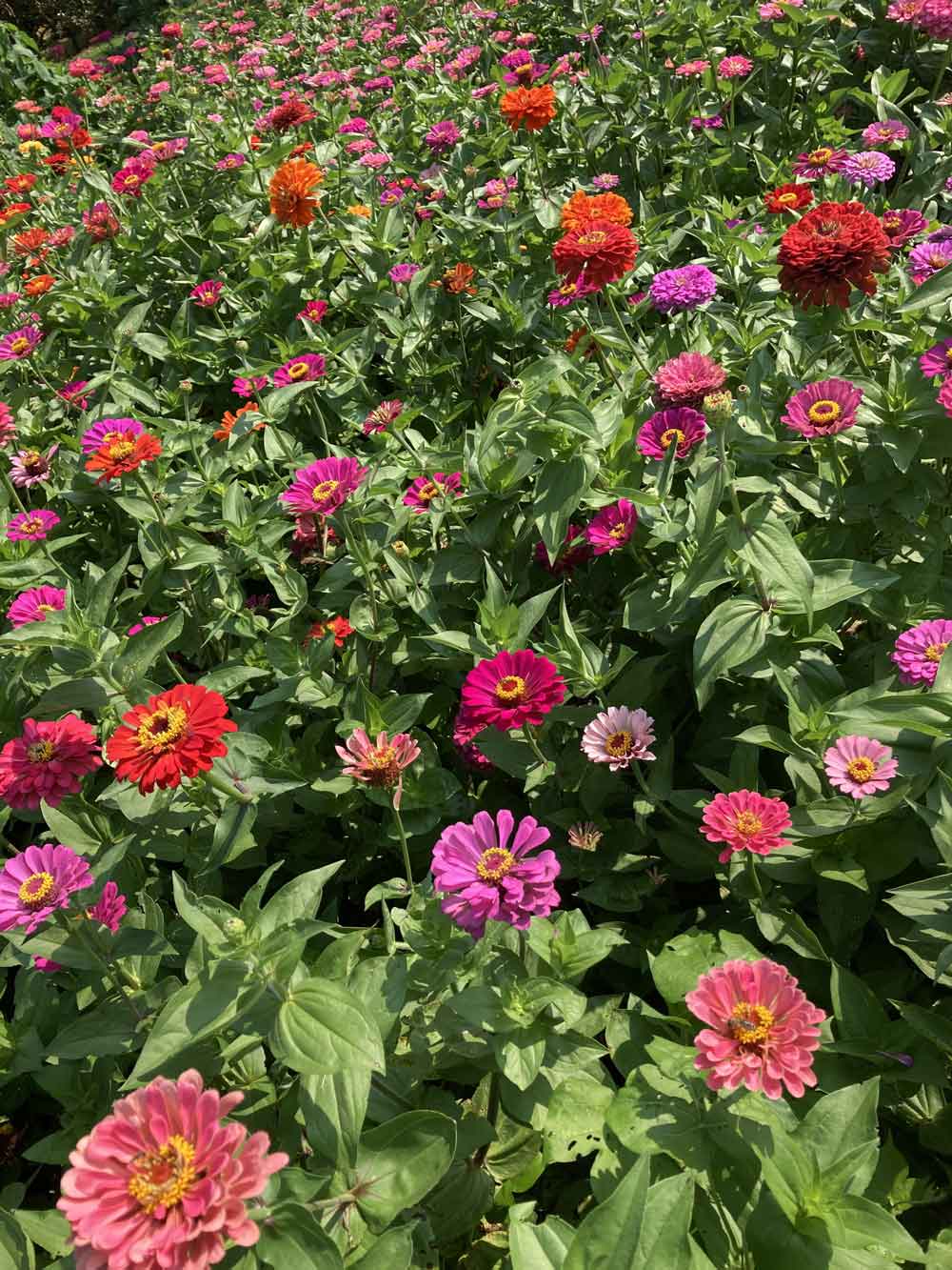 Beautiful Zinnias!!!