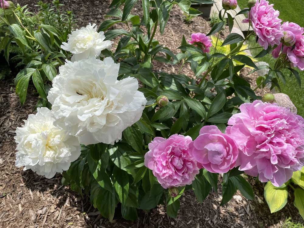 Peonies in full bloom