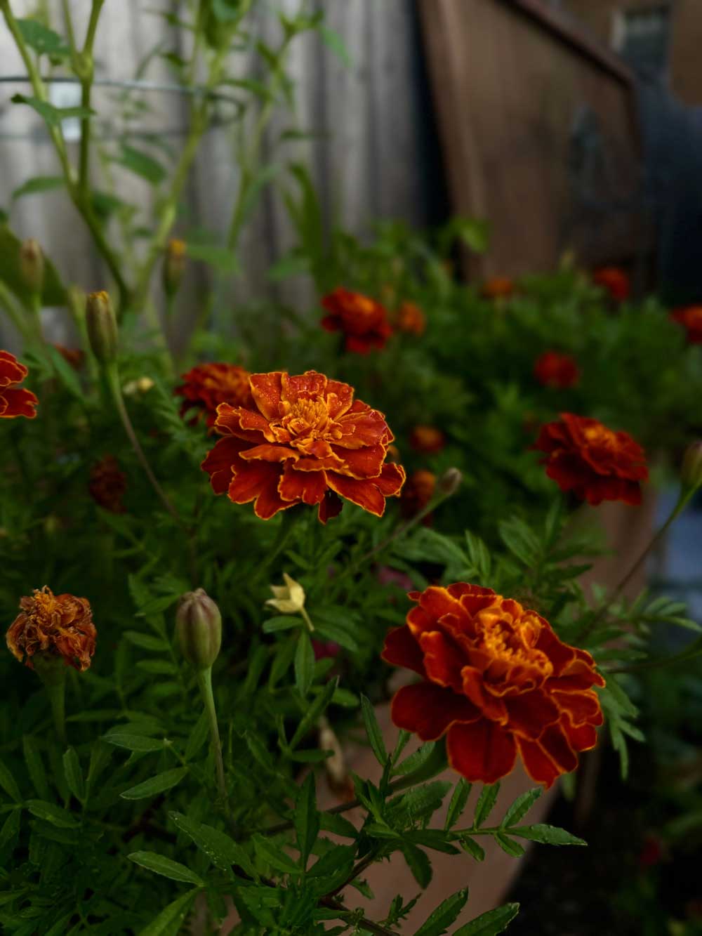 Protective border of marigolds