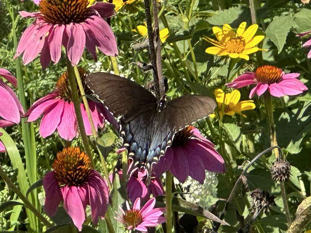 Spunky Swallowtail