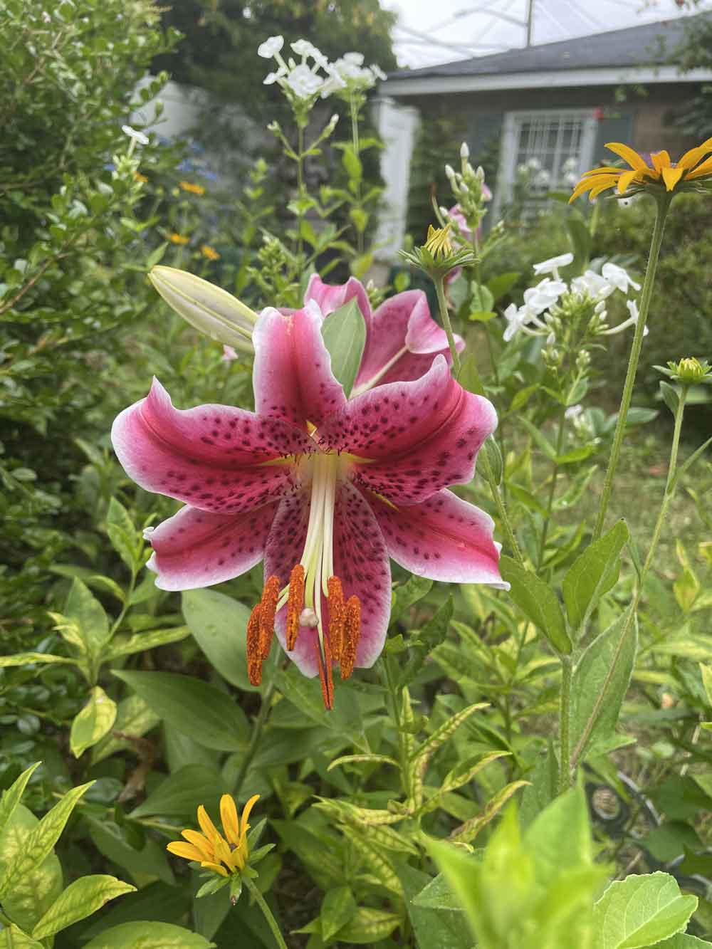 This Lily graces are beautiful meadow garden.