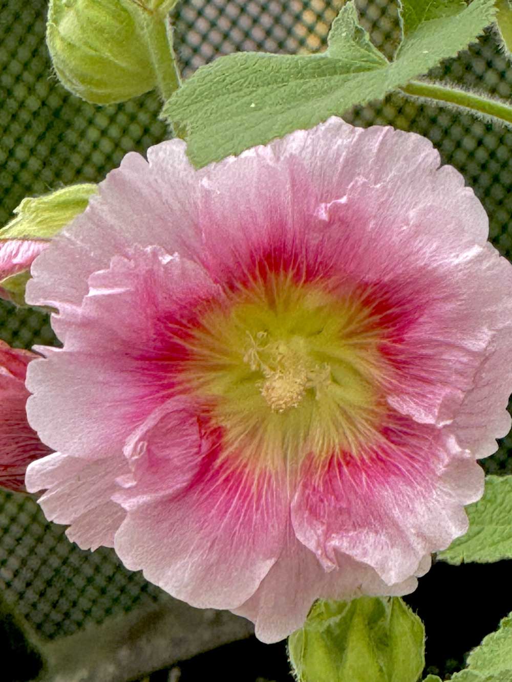 Pink Hollyhock