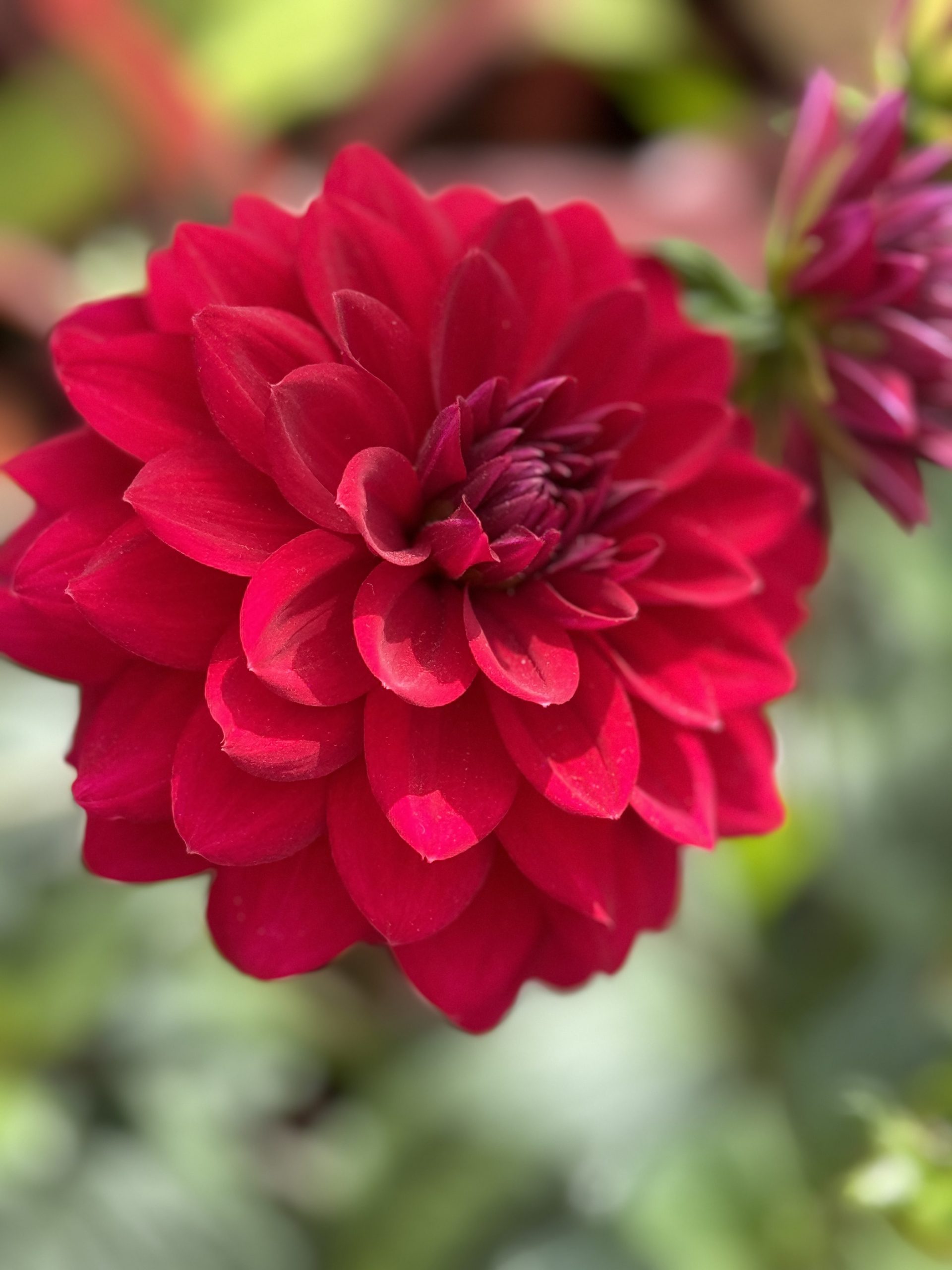 red dahlia