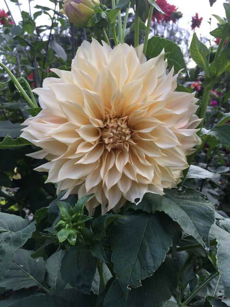 Cafe au lait dahlia