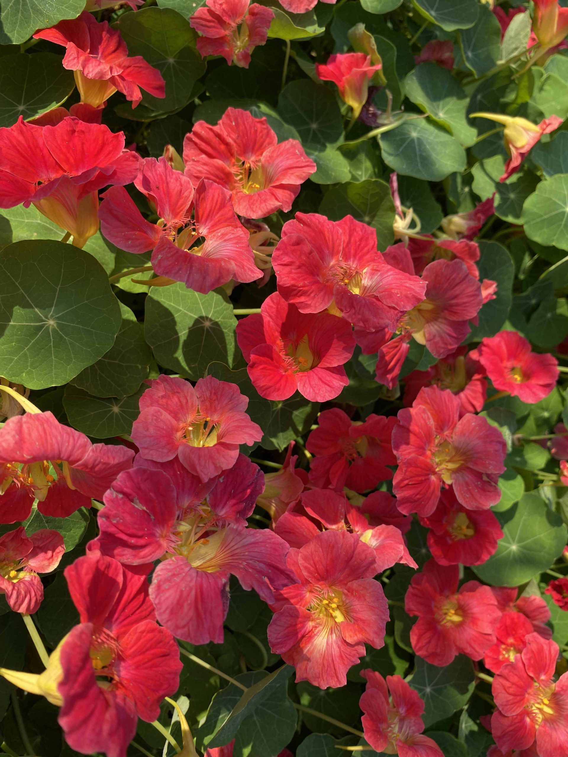 Nasturtium