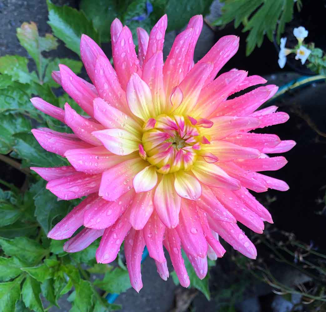 Dahlia in the rain.