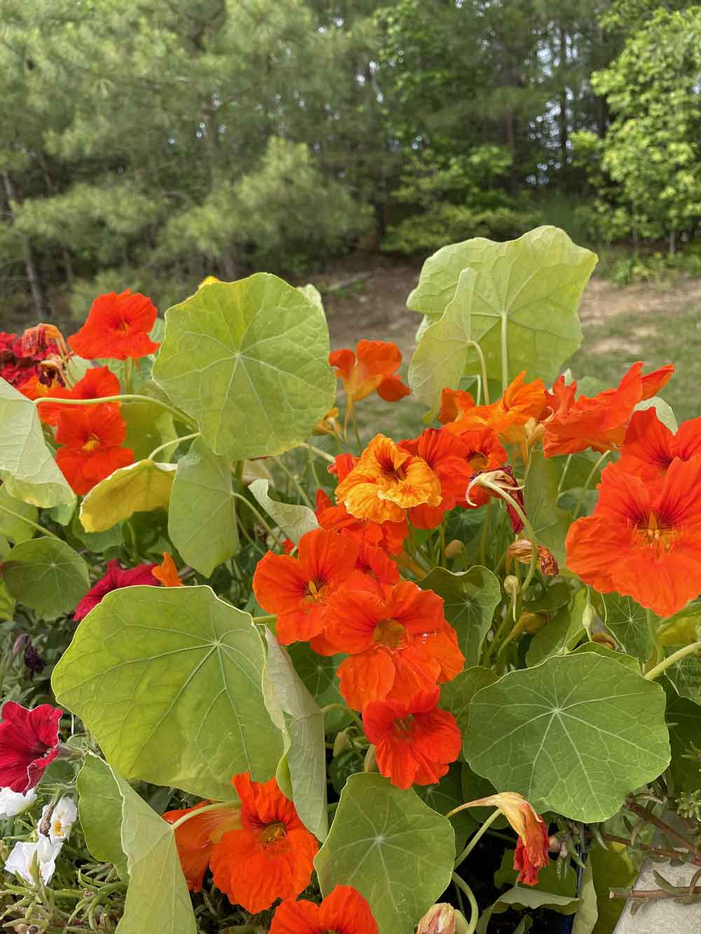 The Nasturtium on my patio.