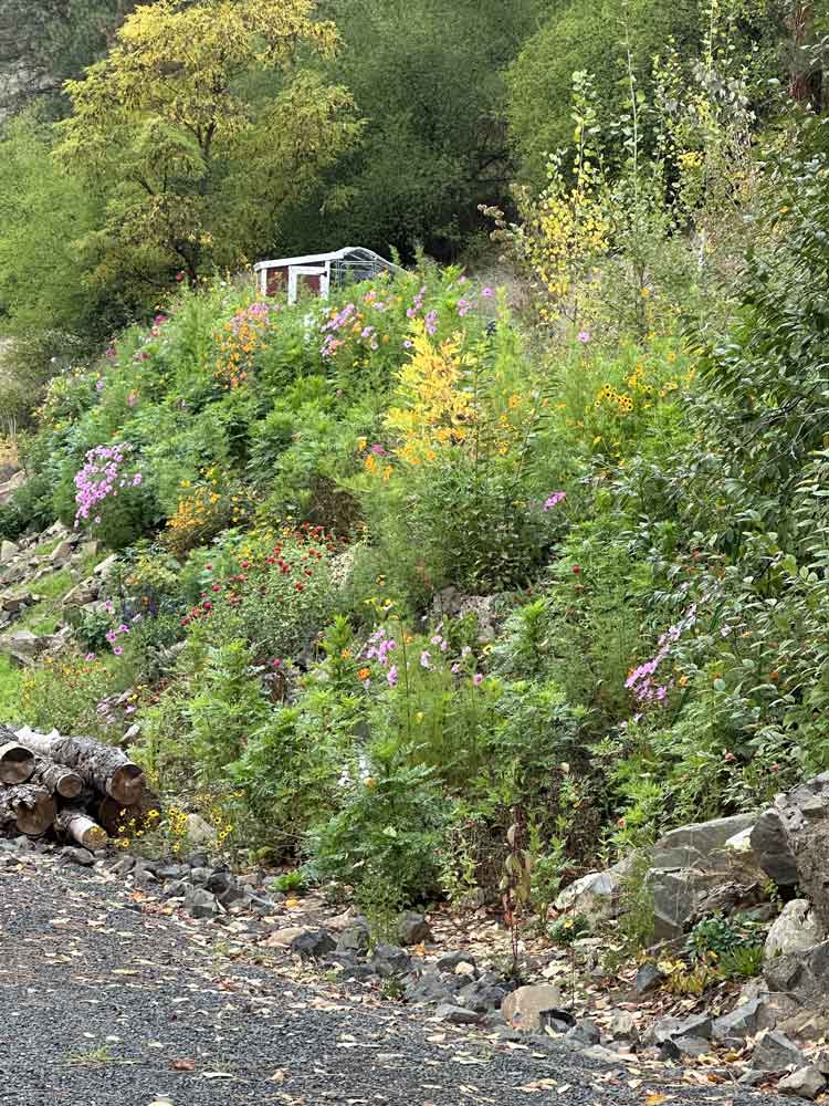 Hillside of wildflowers