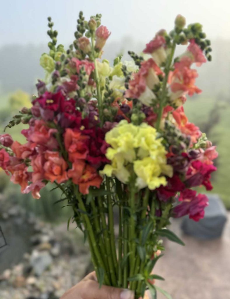 Snapdragon Bunch Snapdragon Bouquet