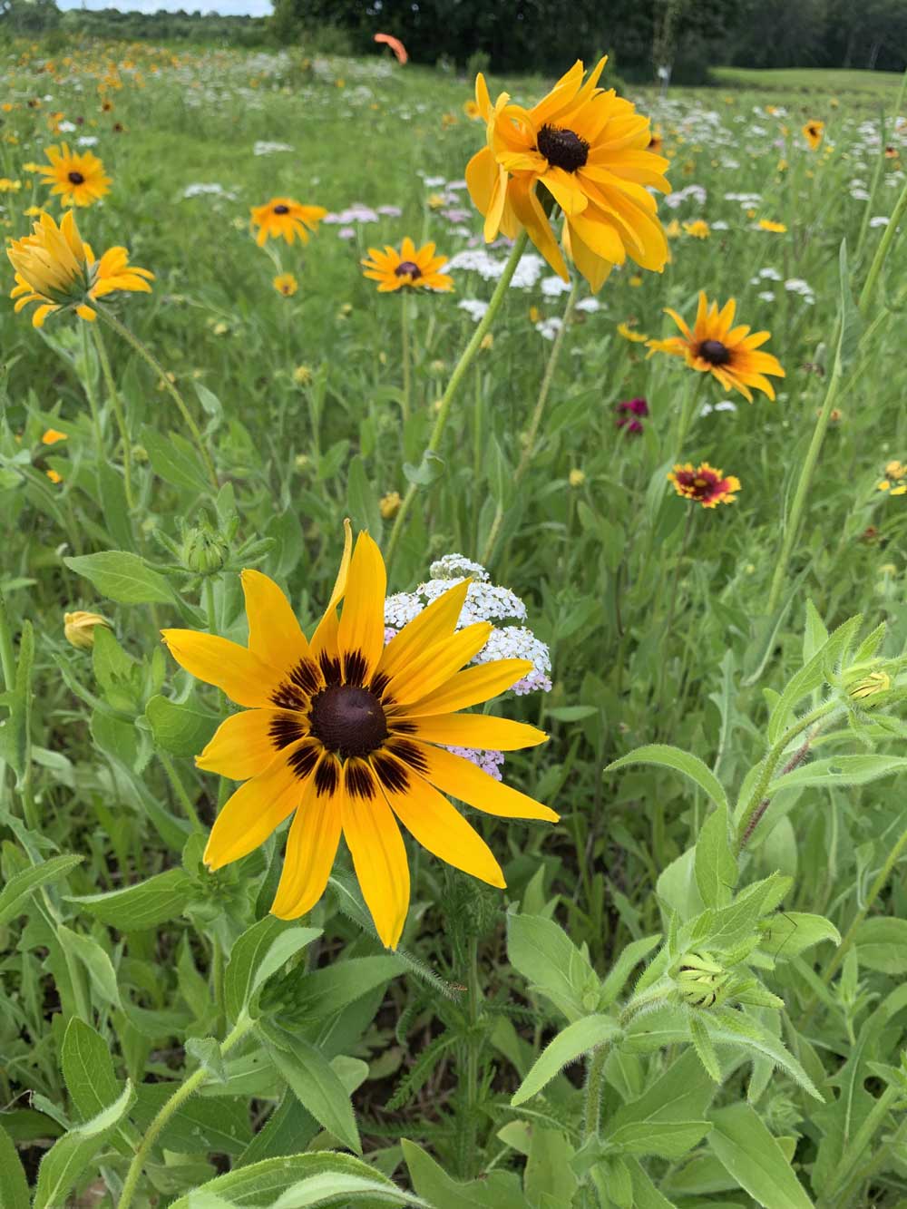 My field of wildflowers