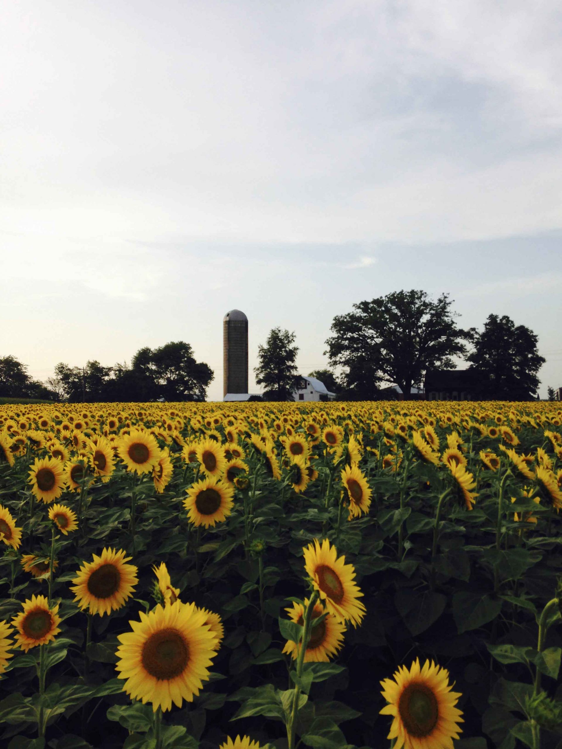 Sunflower magic