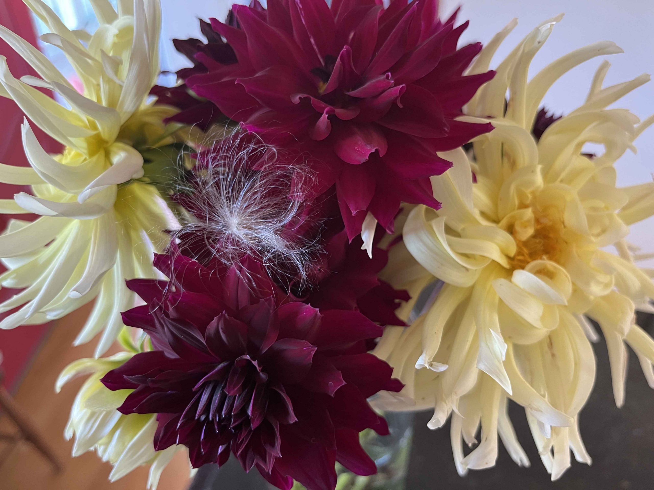 Dahlias in bloom