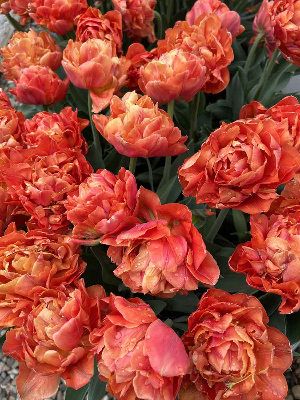 Tulips Growing in a Cattle Trough