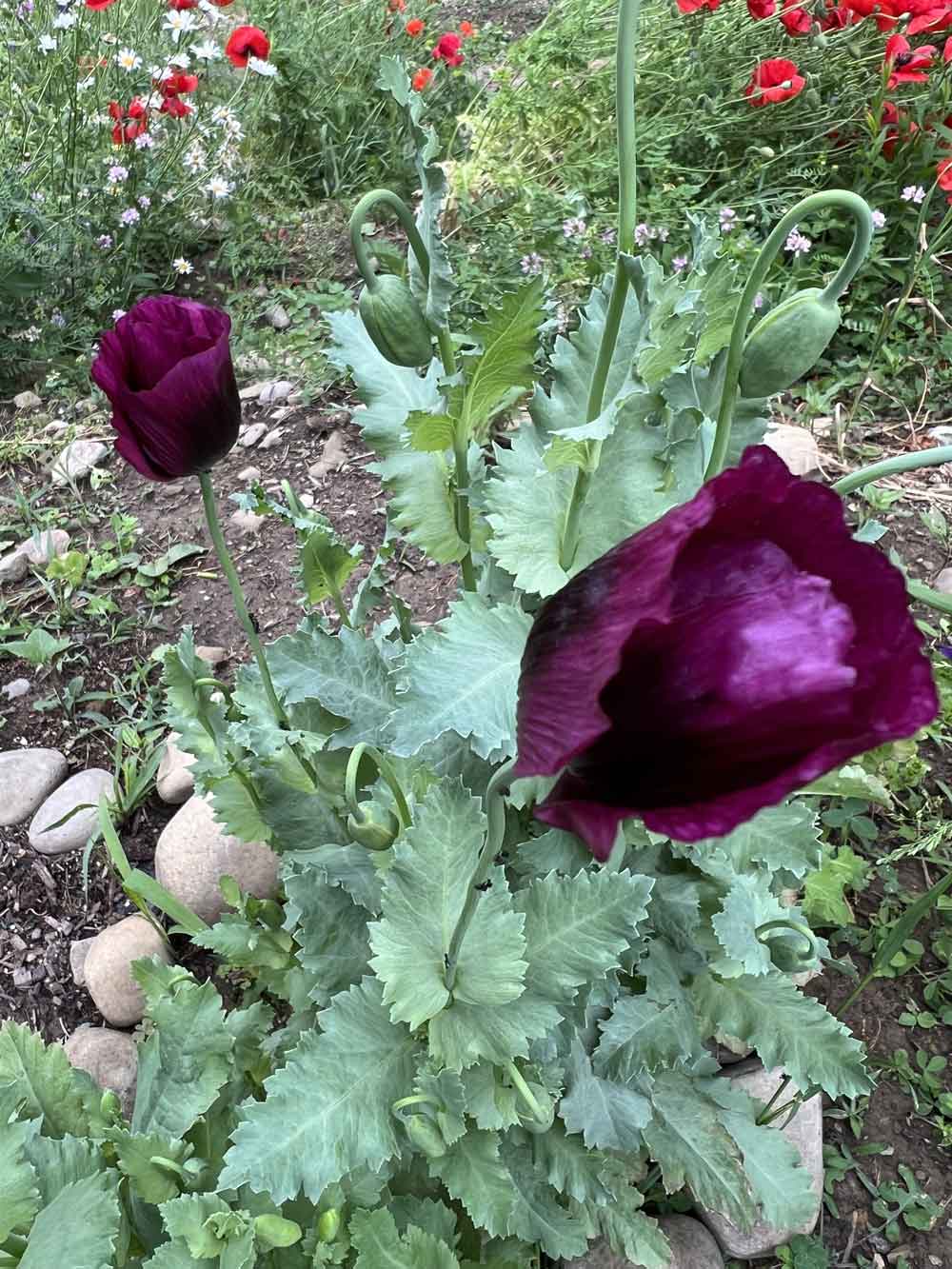 Purple Poppy Power