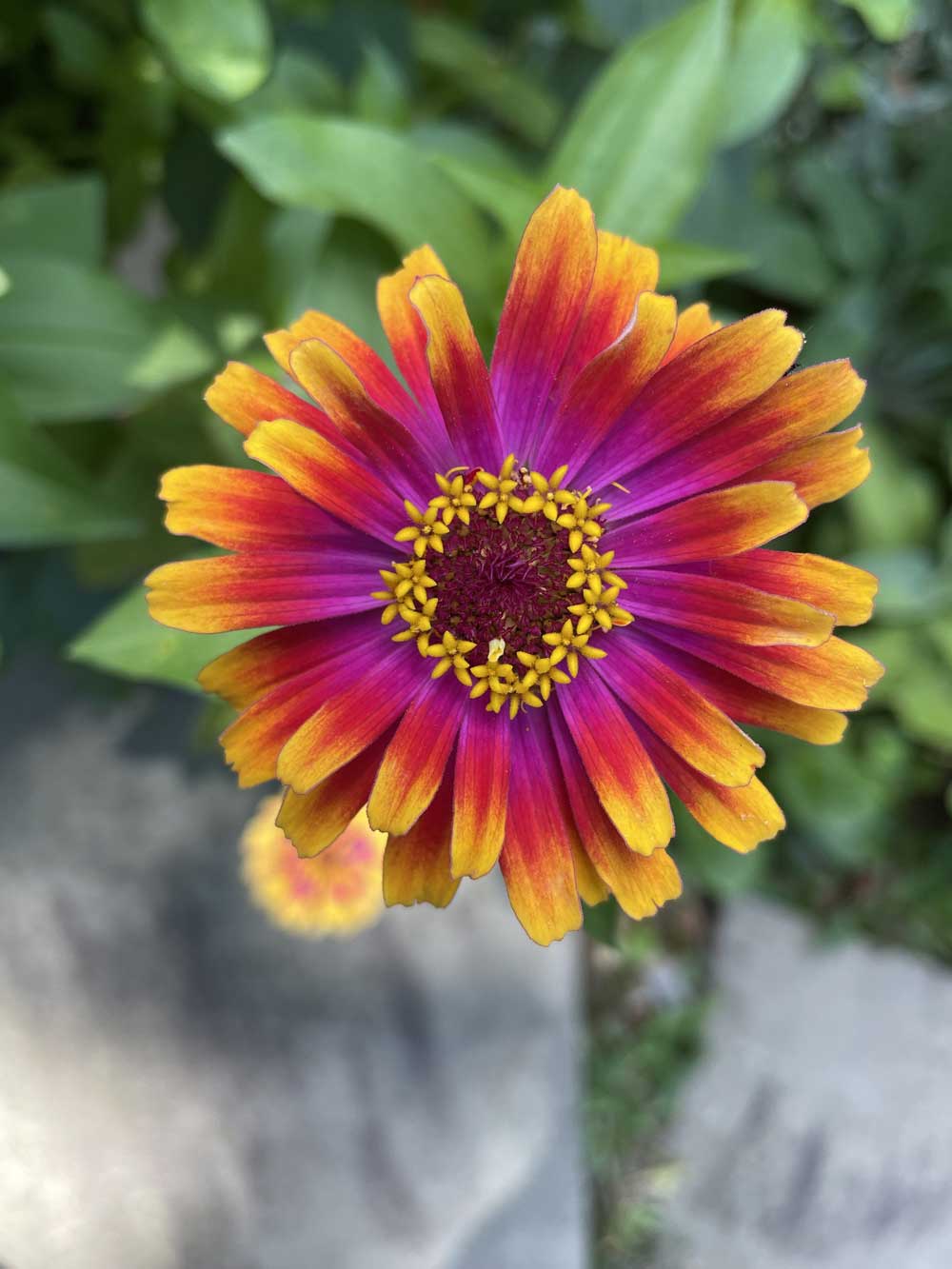 Zinnia fireworks