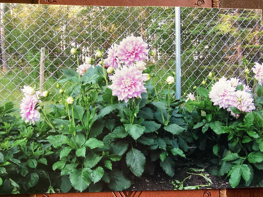 Gitt’s Perfection Dahlias