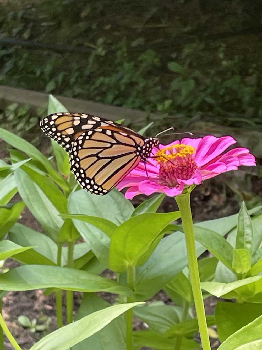 Butterfly landing