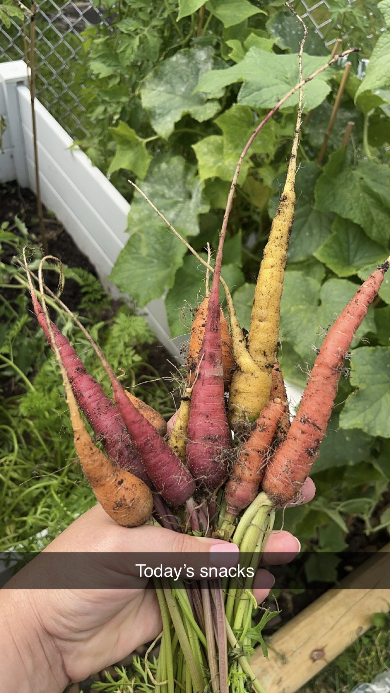 Carrot harvest