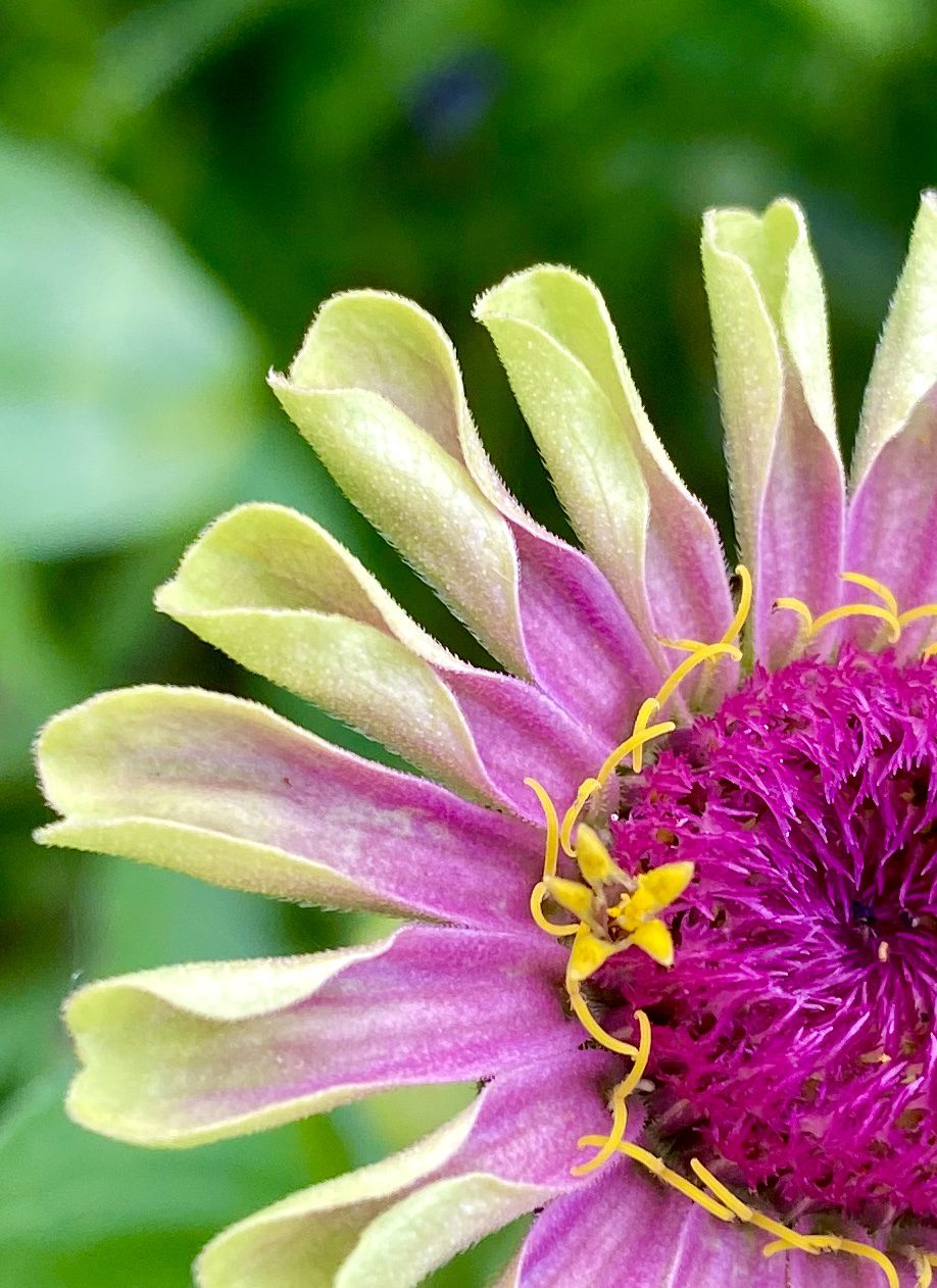 Zinnia close-up