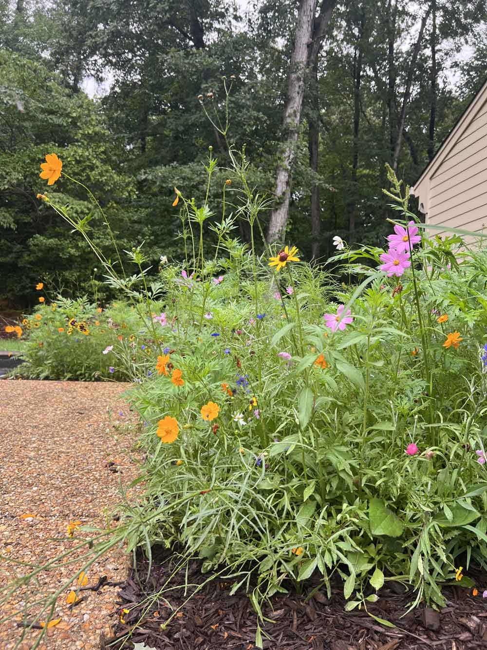 Wildflowers replace a beloved oak