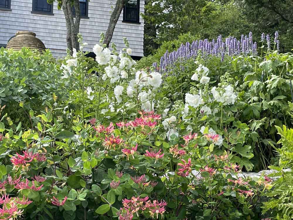 Gardening with Hollyhocks