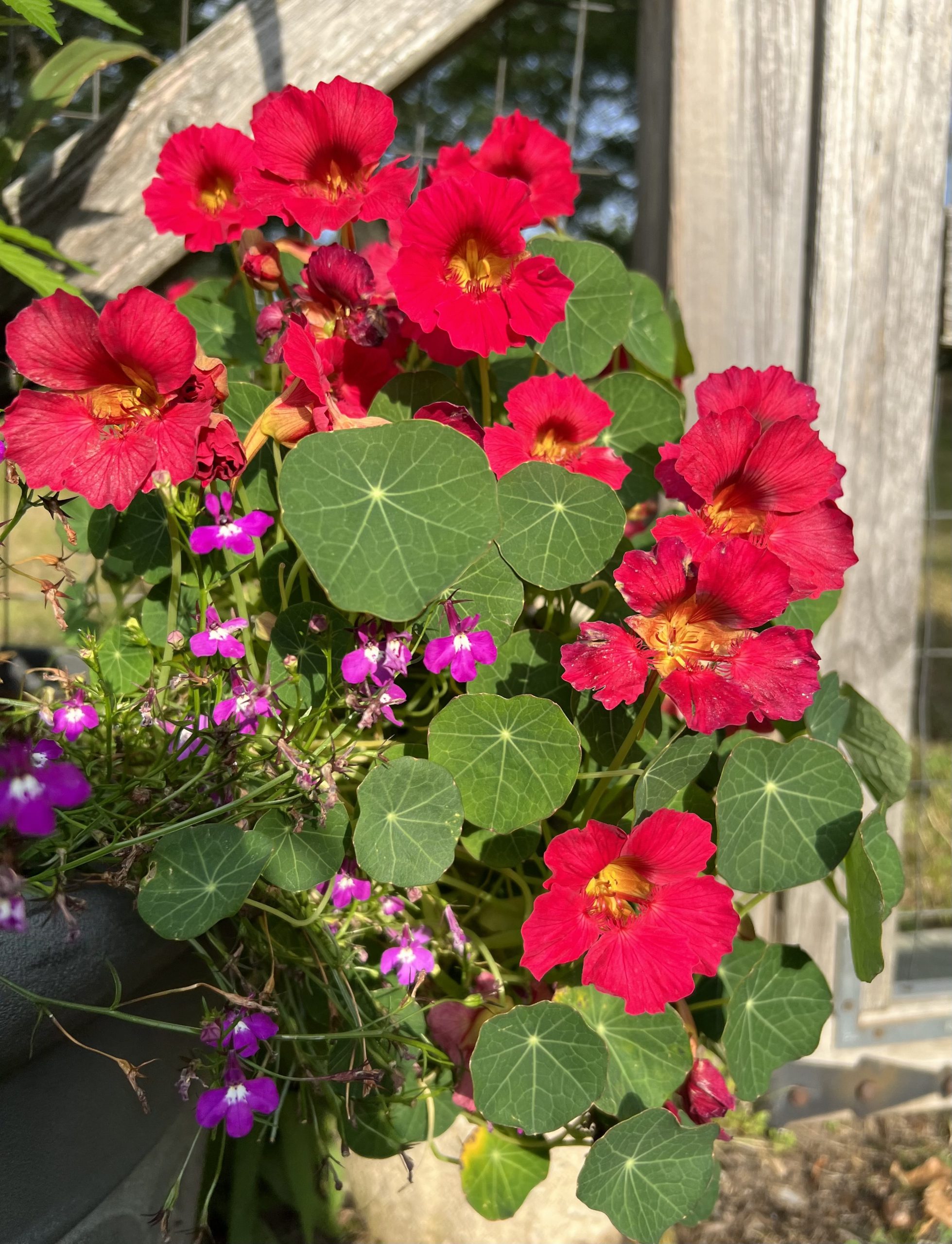 Nasturtium