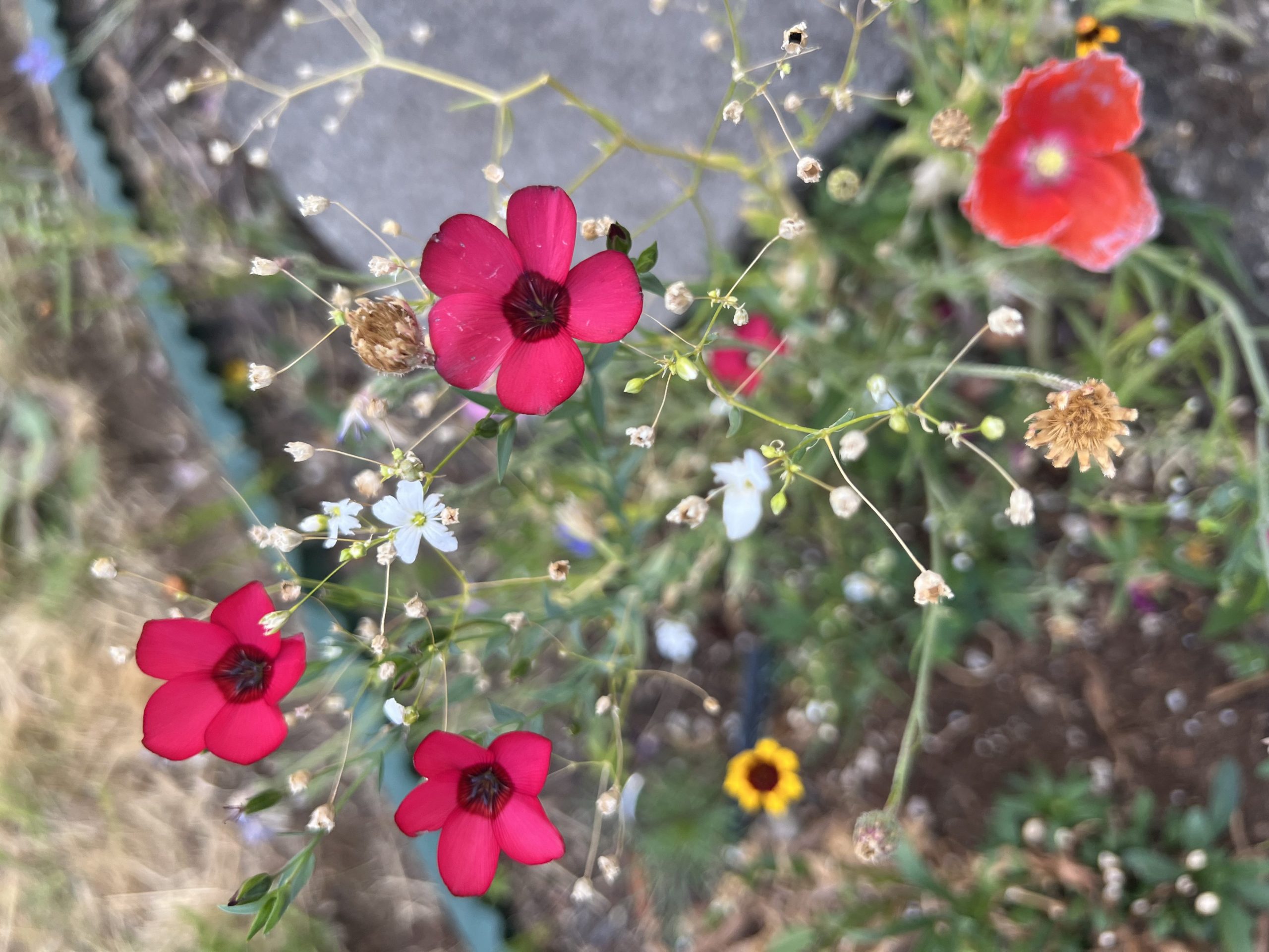 Wildflower Walkway