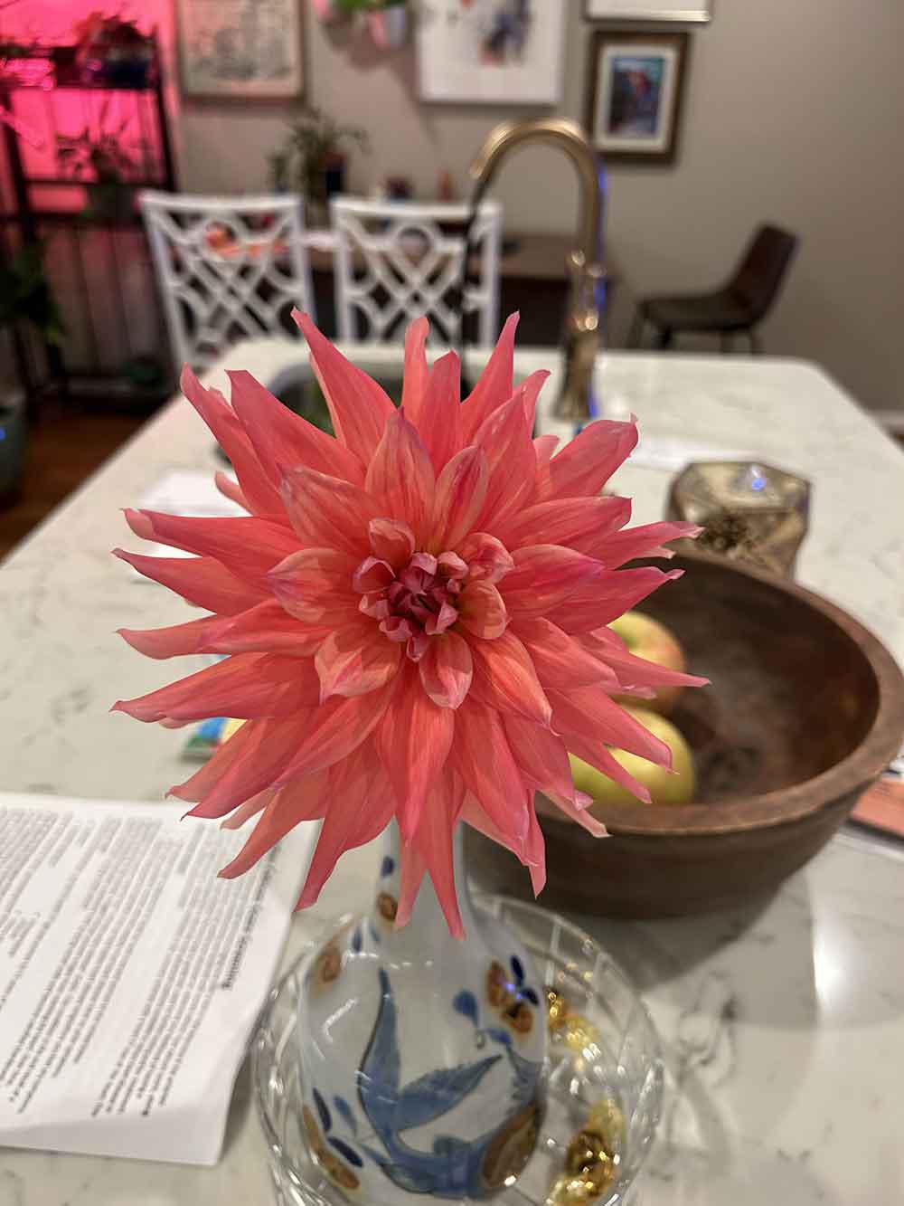 My first Dahlia