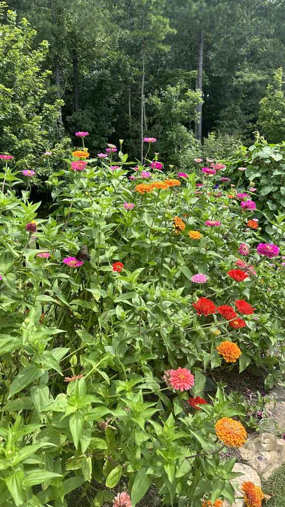 My Zinnias