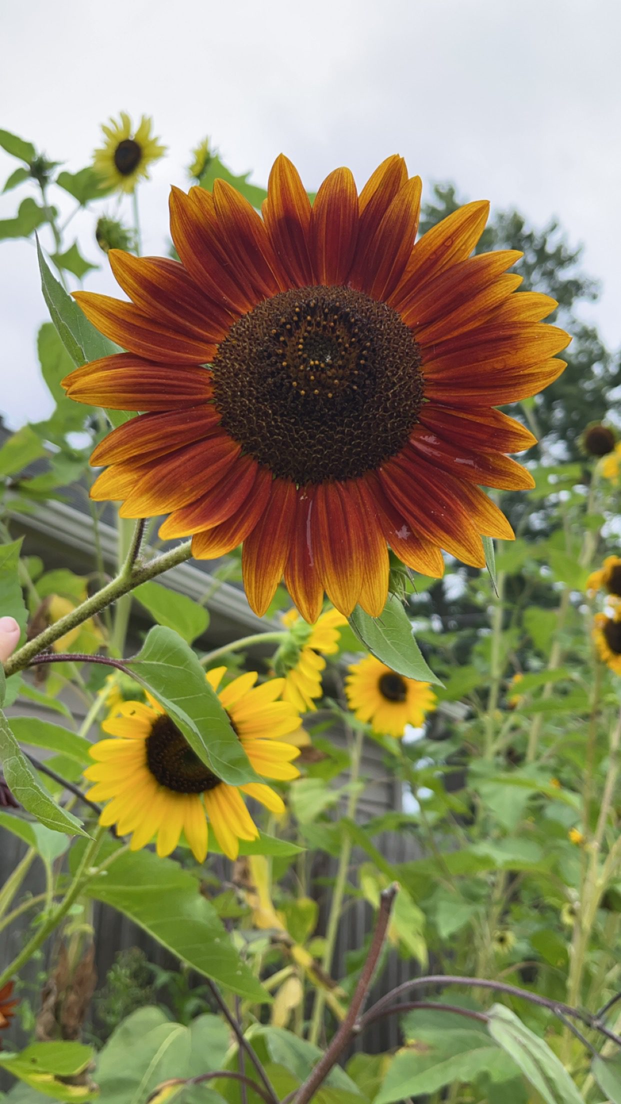 Sunflowers