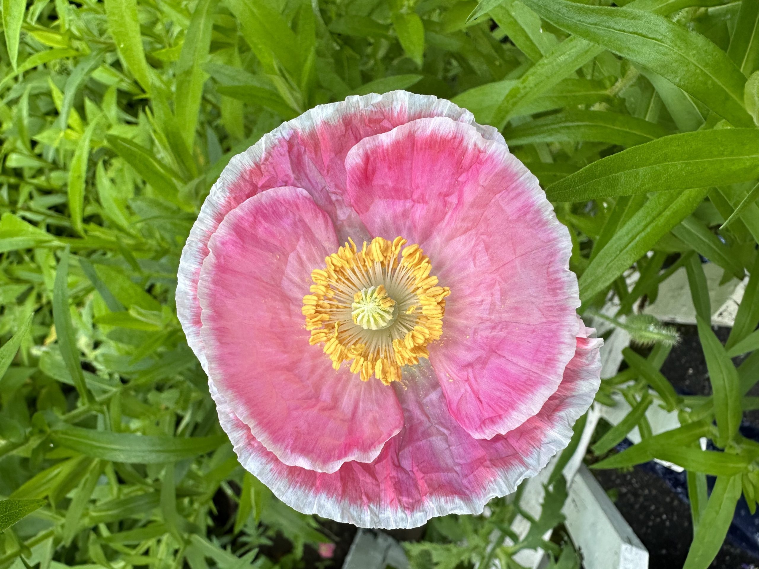 Poppy Flower