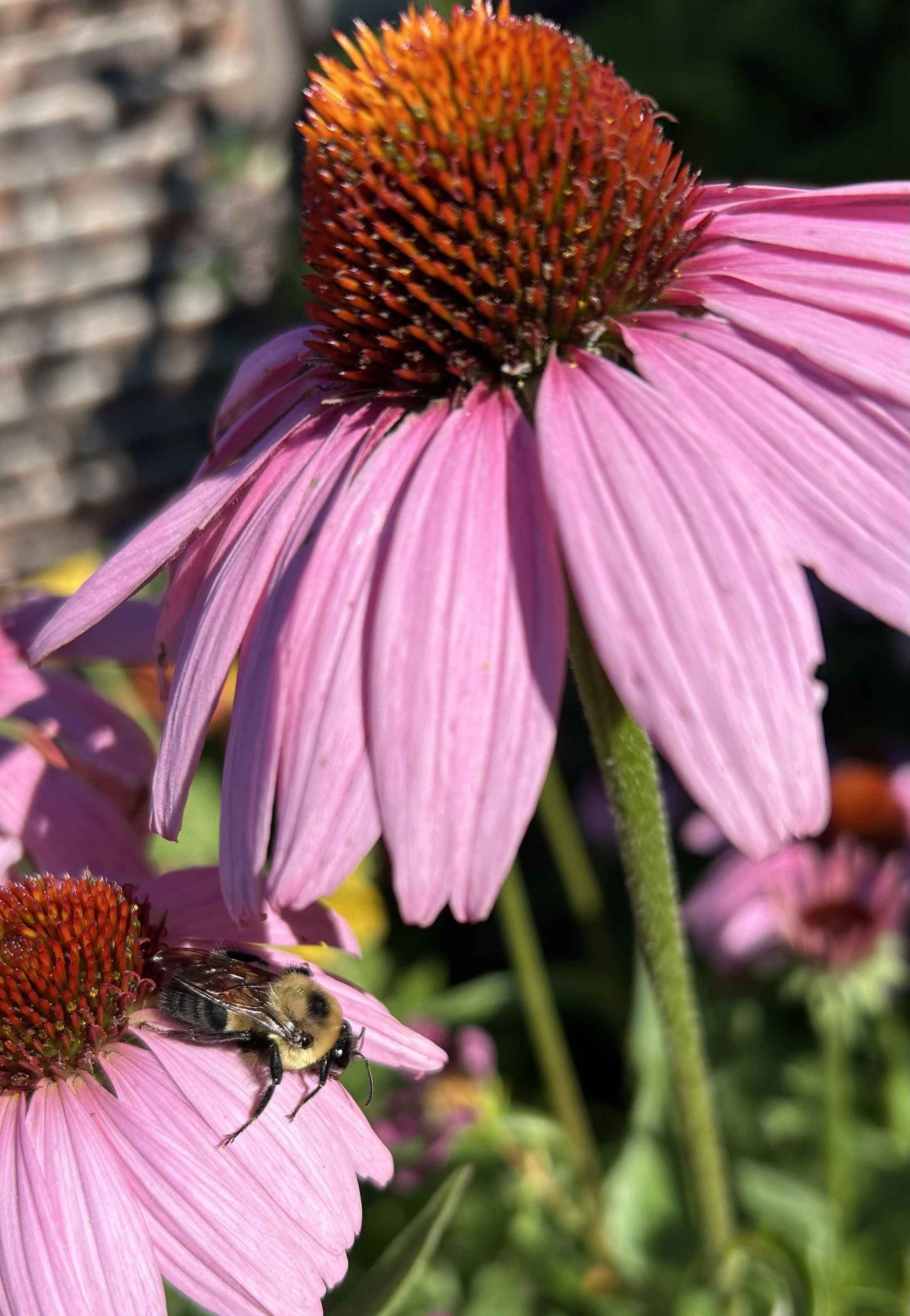 Coneflower and sleeping bee