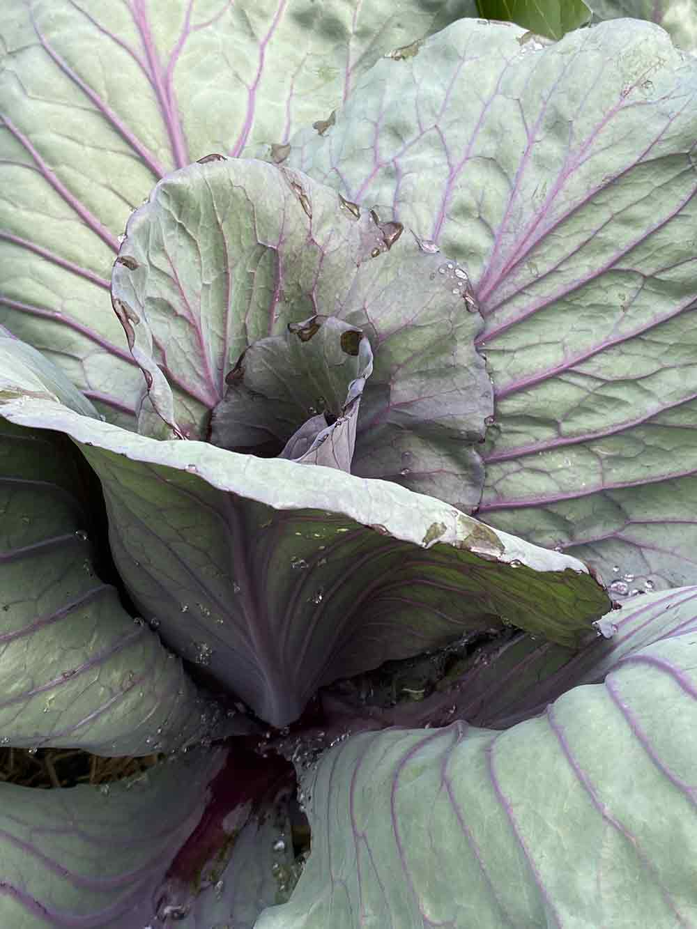 Purple cabbage